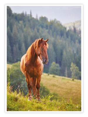 Pferde-Poster-'Forest-Stillness'-titelbild