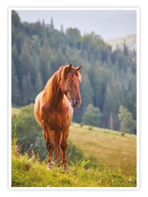 Pferde-Poster-'Forest-Stillness'-titelbild