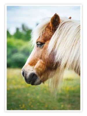 Pferde-Poster-'Gentle-Gaze'-titelbild